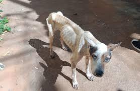 Morador de Birigui é detido após denúncia de maus-tratos a cães