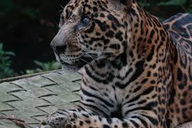Morre onça de cativeiro mais velha do mundo, aos 25 anos; VÍDEO