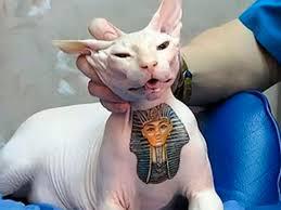 Sancionada a proibição de tatuagens e piercings em cães e gatos