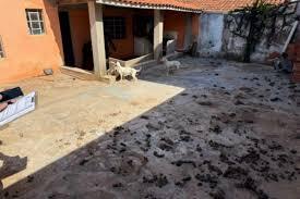 Ação conjunta resgata cães em situação de maus-tratos em Pirajuí