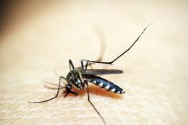 Brasil tem queda de 78% nos casos de dengue em relação a 2024