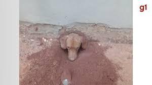 Cãozinho 'namorador' se mete em cano e precisa dos bombeiros
