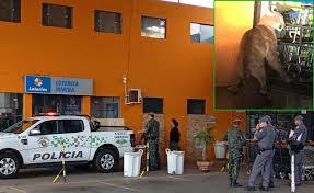 Em busca de alimento, onça-parda assusta em supermercado