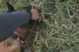 Em operação em Bauru, cão da PM 'entrega' droga escondida; VÍDEO