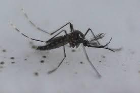 Estado de São Paulo registra mil mortes por dengue em 2025