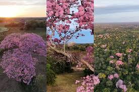 Florada de ipês-rosa transforma paisagem do pantanal