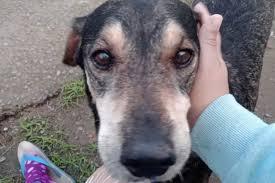 Mulher reencontra cachorro perdido na enchente de 2024; VÍDEO