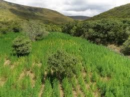Advogado é preso suspeito de ser dono de fazenda de maconha
