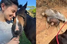 Ana Castela quer prisão de 'verme' após morte de cavalo no Vale