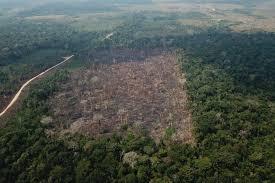 Brasil perde 111,7 milhões de hectares de áreas naturais