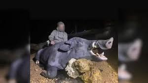 Caçadores abatem javali gigante de 250 kg em fazenda de Minas