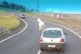 Cavalo é flagrado entre carros em rodovia de Bauru; VÍDEO