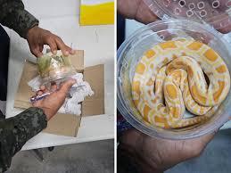 Correios encontram cobra píton em caixa enviada por encomenda