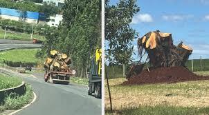 Empresária investe R$ 18 mil para replantar uma árvore