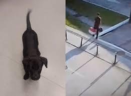Homem é preso após abandonar cão no aeroporto; VÍDEO