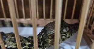 Ibama encontra caranguejos, jacarés, saguis e jiboia em feira