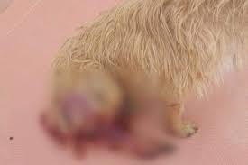 Linha com cerol usada em festival de pipas deixa cão ferido