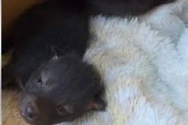 PM Ambiental resgata 3 filhotes de cachorro-do-mato em canavial