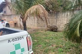 Polícia Militar Ambiental resgata capivara ferida; VÍDEO