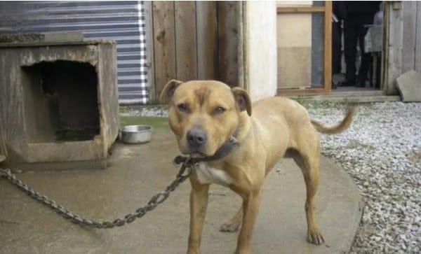 Tarcísio sanciona lei que proíbe manter animais em correntes em SP