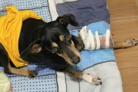 Bandidos invadem creche cheia e atiram; cachorrinha é baleada