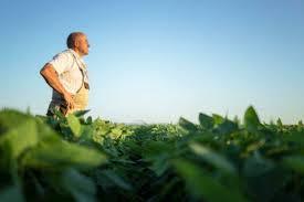 Crise no Campo e o Alerta no Banco do Brasil