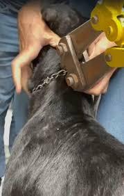 Homem é preso na região por manter cães acorrentados