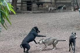 Homem violenta protetora por se arrepender de adotar cachorro