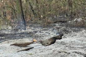 Mata incendiada em Bauru já é maior que 8 campos de futebol