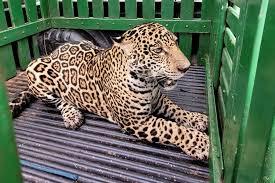 Onça-pintada invade casa e mobiliza autoridades por 10 horas