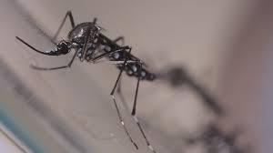 Bauru registra mais 81 casos de dengue, que já superam 15 mil