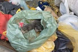 Gatinhos são resgatados após serem encontrados em lixo em SP