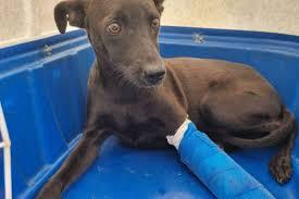 Polícia Civil identifica trio que arremessou cão dentro de creche