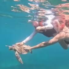 Turista toca em tartaruga em Noronha, posta vídeo e é multada