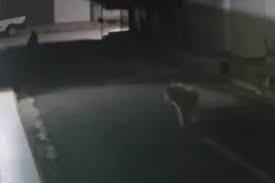 VÍDEO mostra quando procurador é morto ao passear com cão