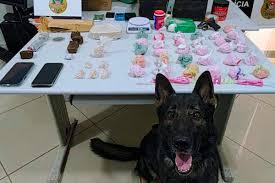 Com cão farejador, Baep prende quatro e apreende drogas na região