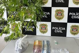 Flagrado diz à polícia que pé de maconha é 'árvore de Natal'