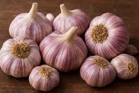 Produção nacional de alho tem alto potencial com biotecnologia