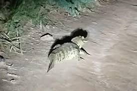 Três jacarés são flagrados em bairros de Bauru em 24h; VÍDEOS