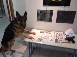 Com cão farejador, PM prende trio com drogas e pistola na região