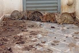 Maus tratos a animais em Bauru: veterinária é presa em flagrante