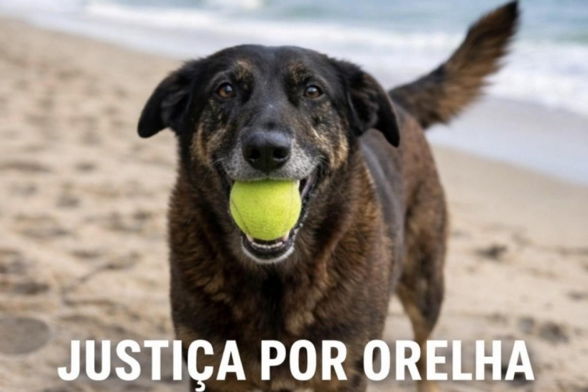 Morte do cão 'Orelha' leva a mandados policiais e protestos