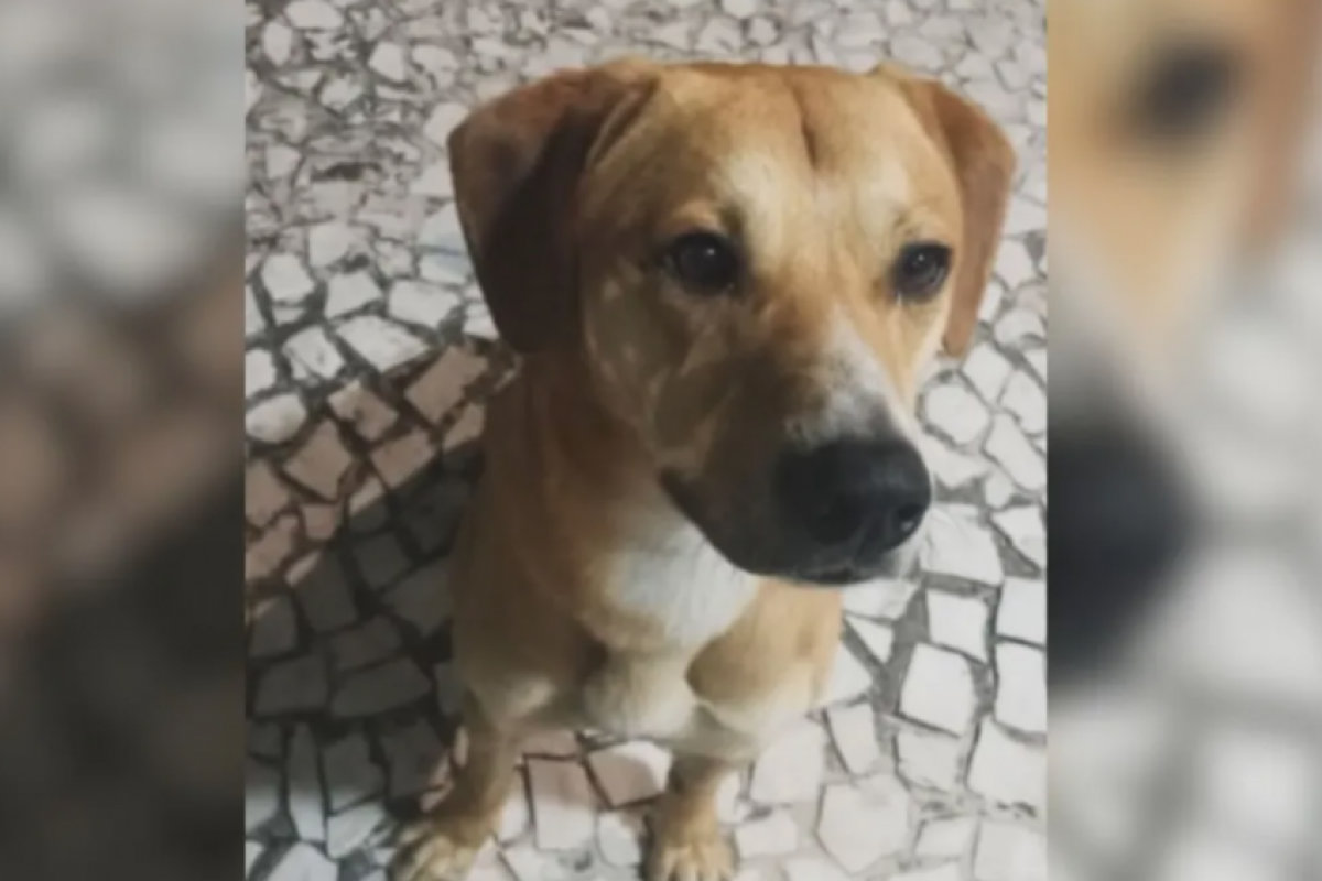 Suspeitos no caso Orelha teriam maltratado outro cão