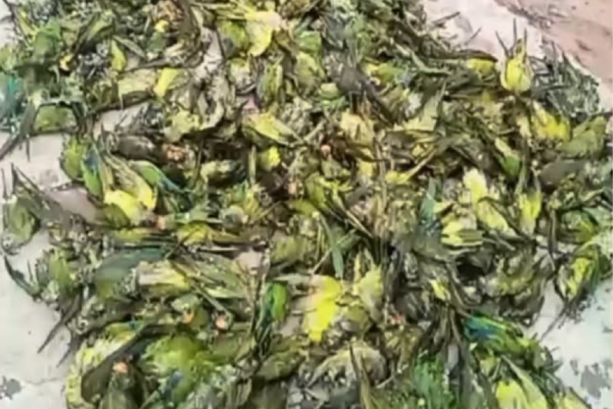 Tempestade derruba árvore e centenas de periquitos morrem; VÍDEO