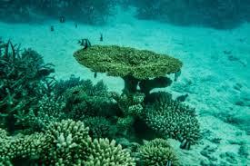 Trump acelera 'corrida do ouro' por mineração do fundo do mar