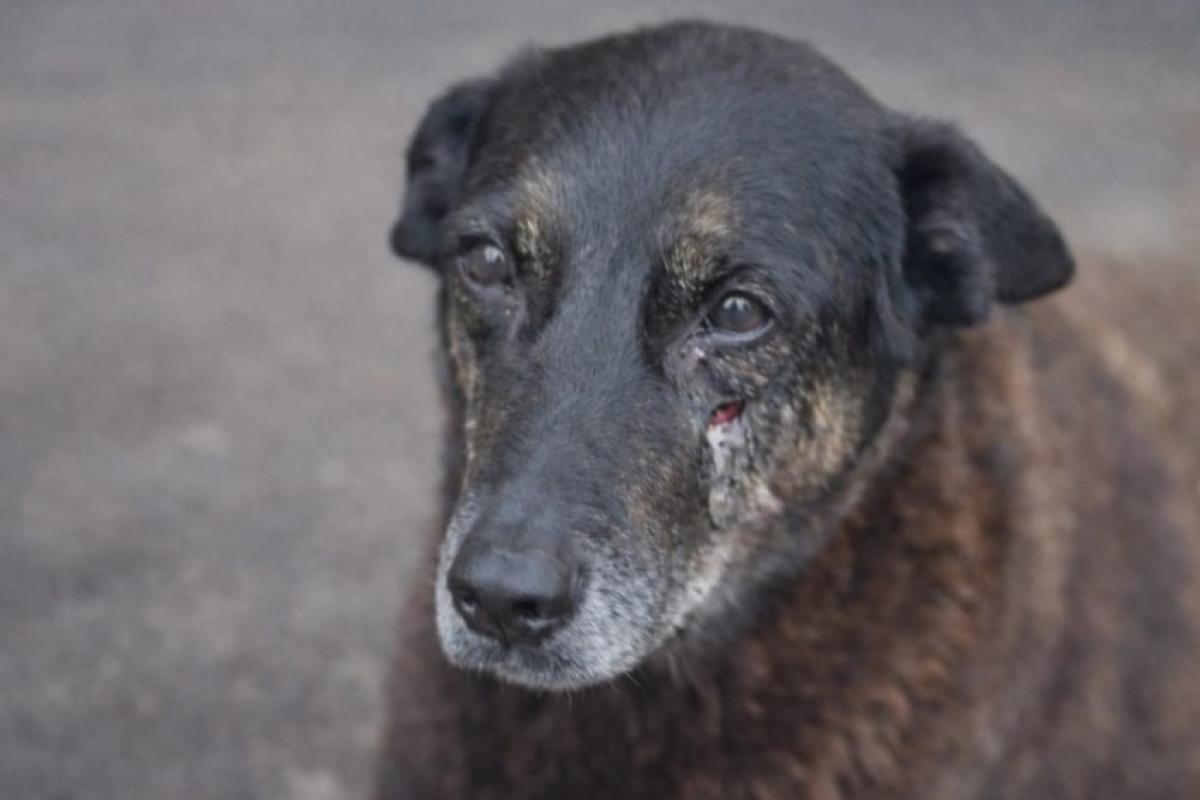 Apuração sobre morte do cão Orelha avança com depoimentos