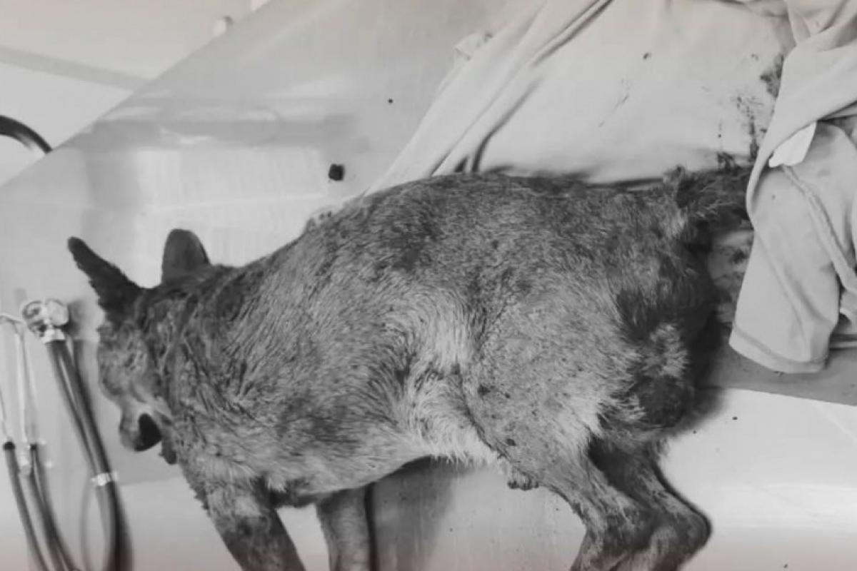 Cão é socorrido após ter sido enterrado vivo, mas não sobrevive