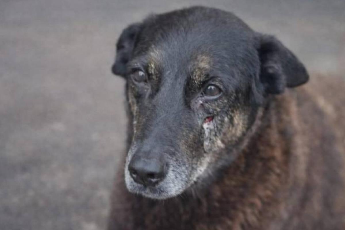 Cão Orelha: ausência de fratura no crânio não afasta agressão