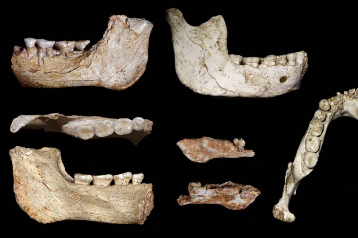 Descoberta em Marrocos e os dentes são iguais