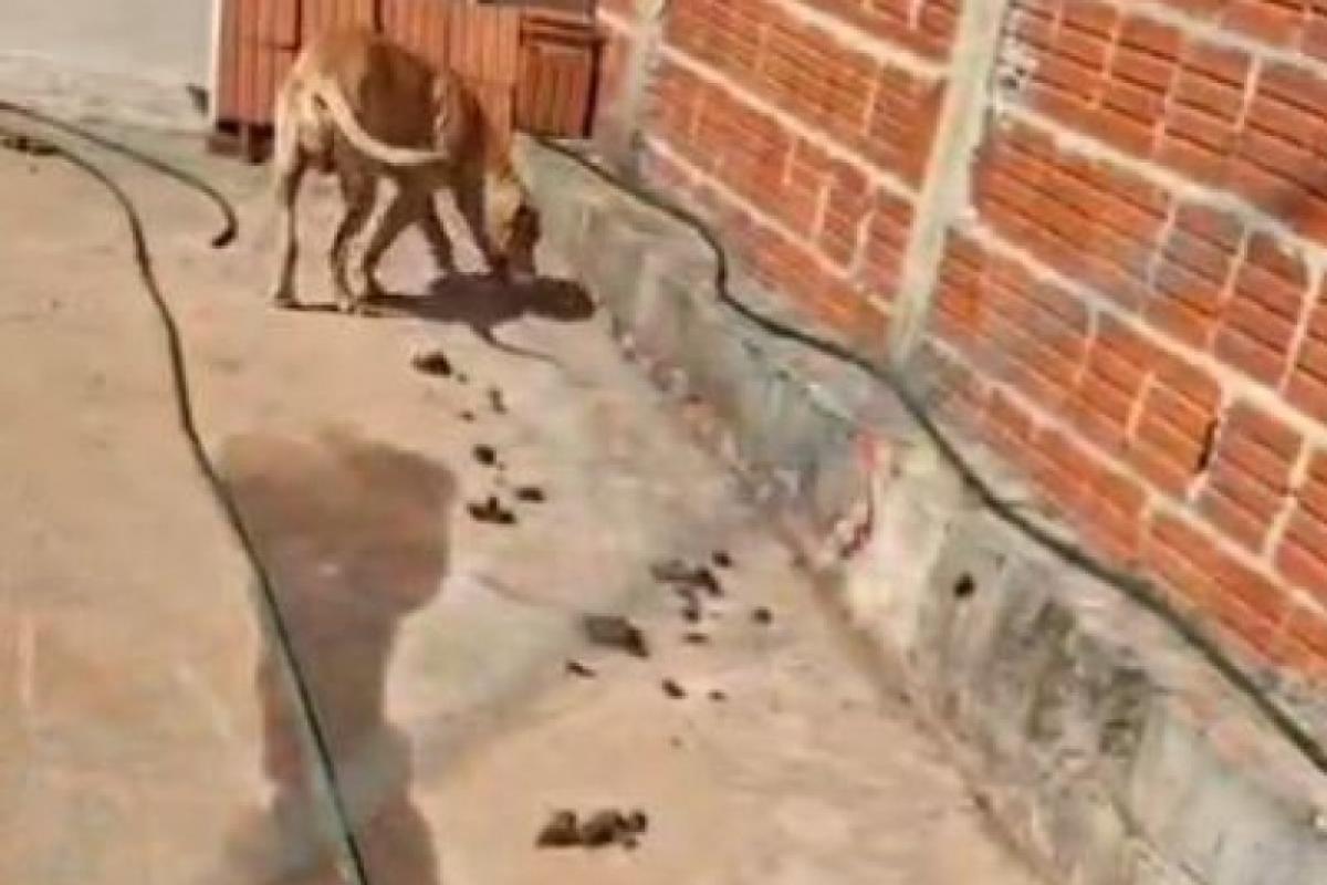 Homem é preso após cadela ser flagrada em situação de maus-tratos